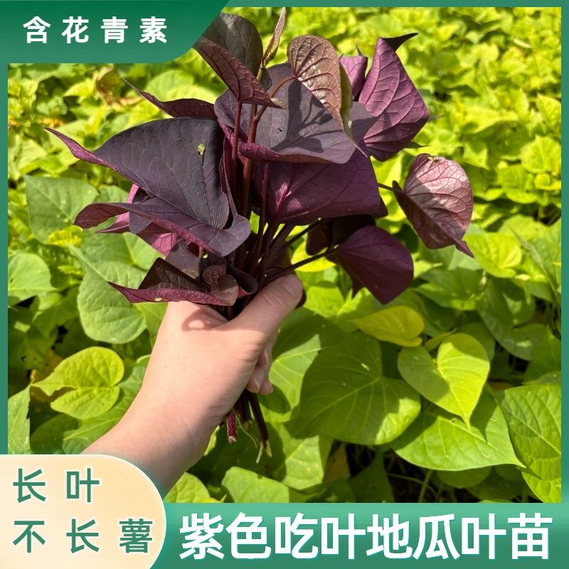 紫叶盆栽绿植番薯苗紫色吃叶子番薯阳台红薯叶用番薯地瓜楼顶枝条