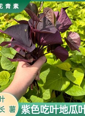 紫叶盆栽绿植番薯苗紫色吃叶子番薯阳台红薯叶用番薯地瓜楼顶枝条