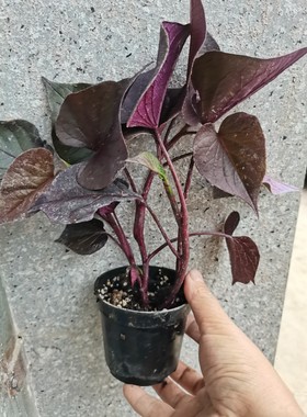 绿化观叶盆栽阳台绿植紫色地瓜叶红薯苗庭院观赏公园爬藤番薯叶菜