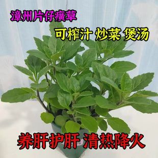漳州片仔癀草苗养生植物盆栽榨汁炖汤多年生泡茶饮品可食用花草