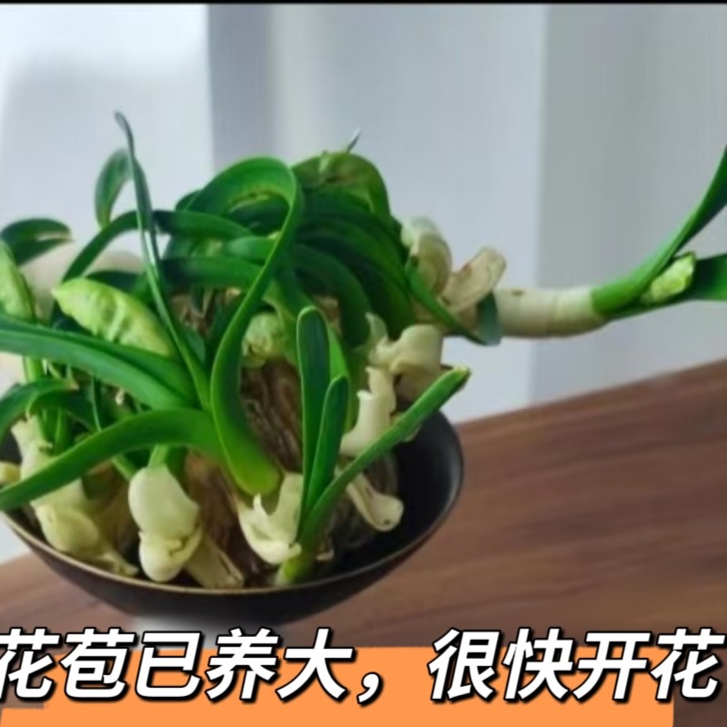 雕刻成品漳州水仙花种球盆栽水养带花苞室内客厅好养活元旦春节