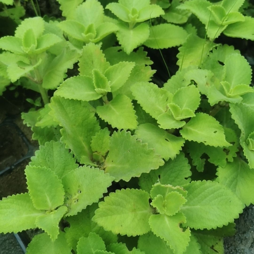 新鲜左手香到手香 清热驱蚊草香草香料碰碰香苗枝叶 中草药材