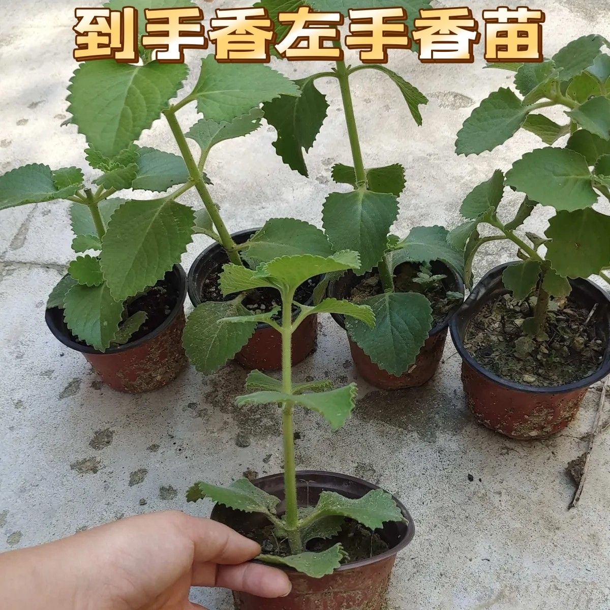 到手香苗印度薄荷左手香还魂草洋薄荷一抹香碰碰香苗带根原土发货
