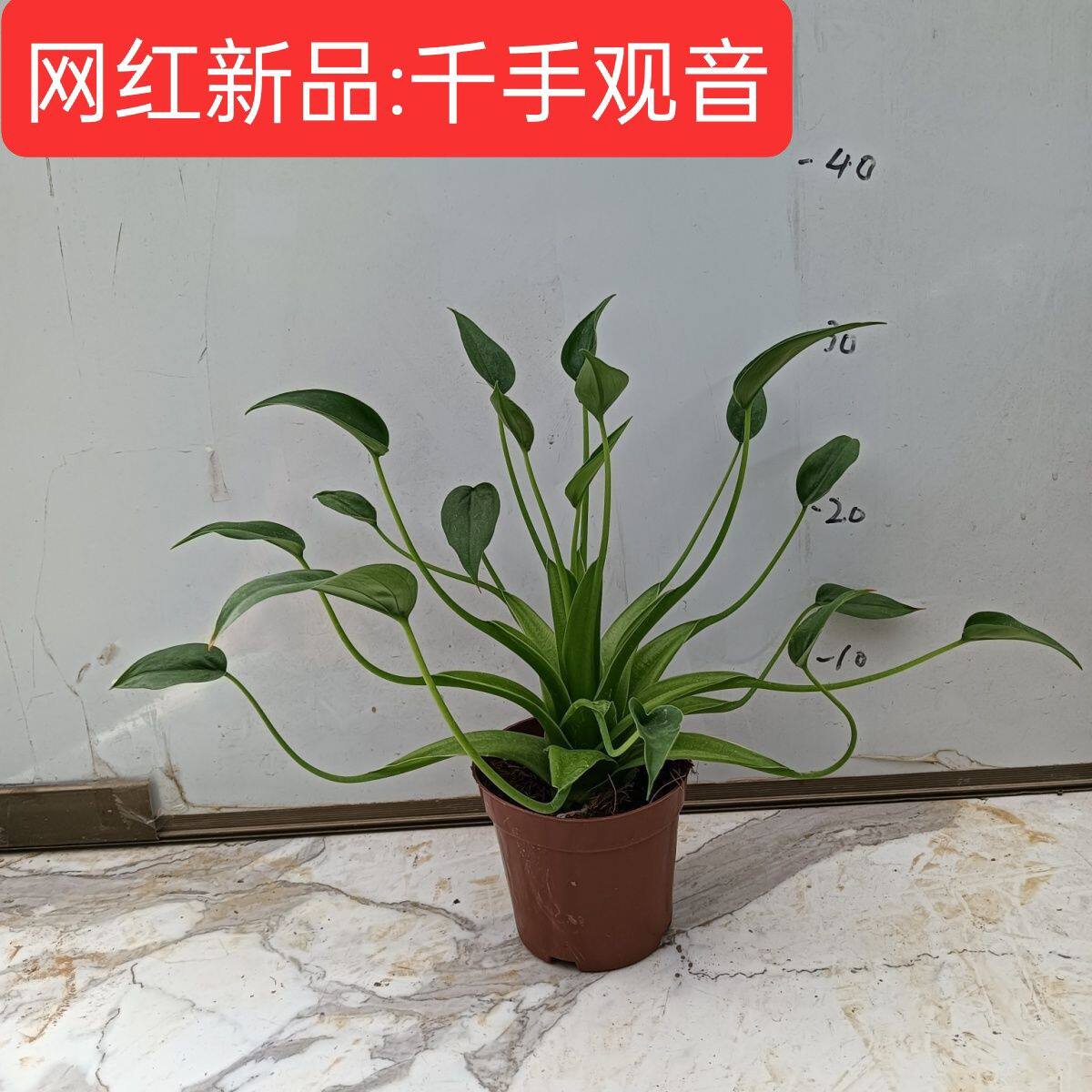 滴水观音金边吊兰盆栽带花苞室内客厅办公室桌面绿植花卉四季好