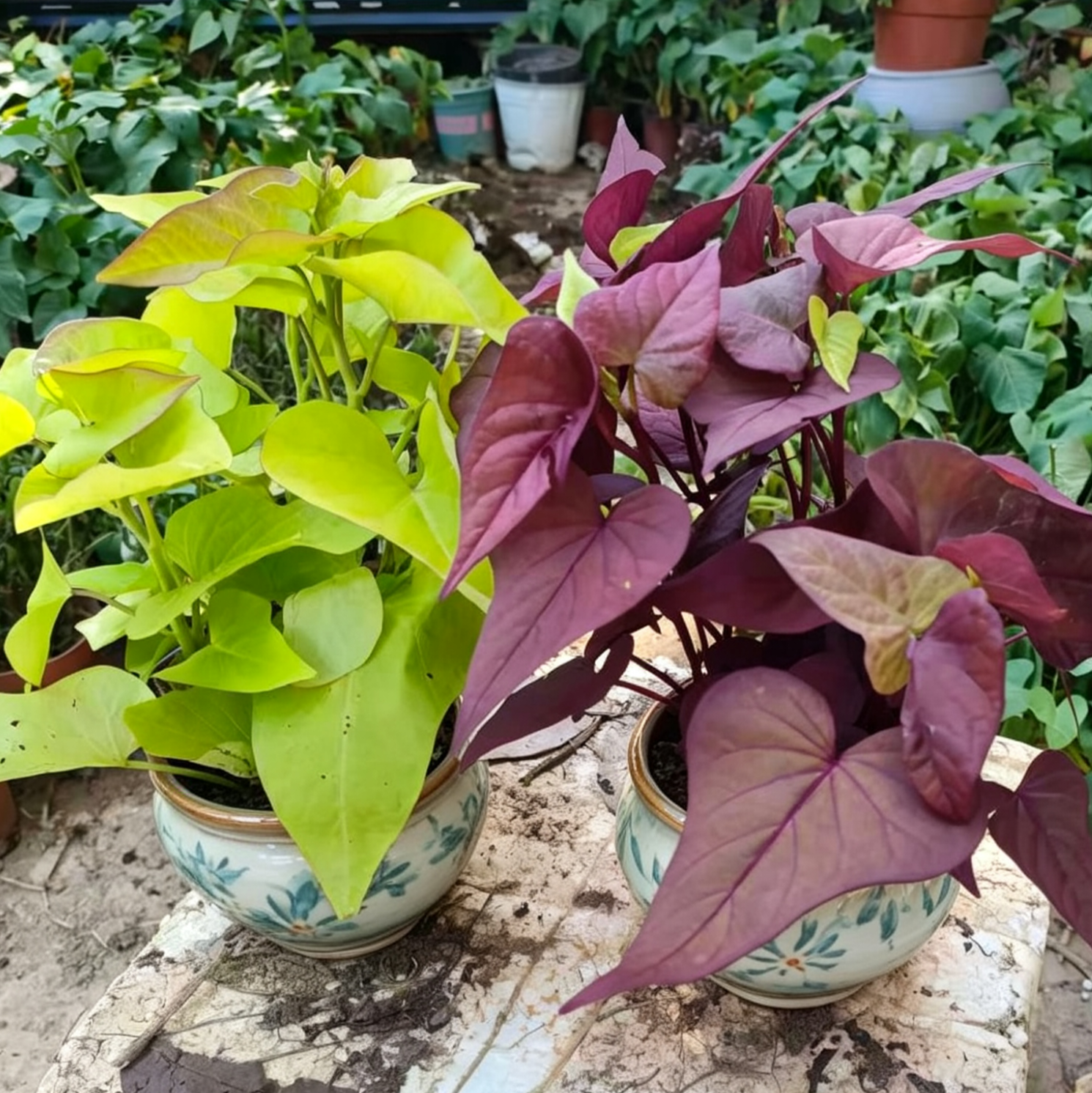 紫色绿萝盆栽室内番薯叶办公室桌面绿植花卉盆景爬藤活花海常青