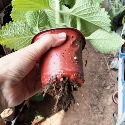 薄荷(左手香)净化空气办公室家居土培易养四季驱蚊可食用大叶薄荷