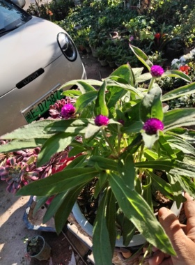 紫花球花盆栽阳台庭院花卉植物角千日红带花发货地栽庭院别墅种植
