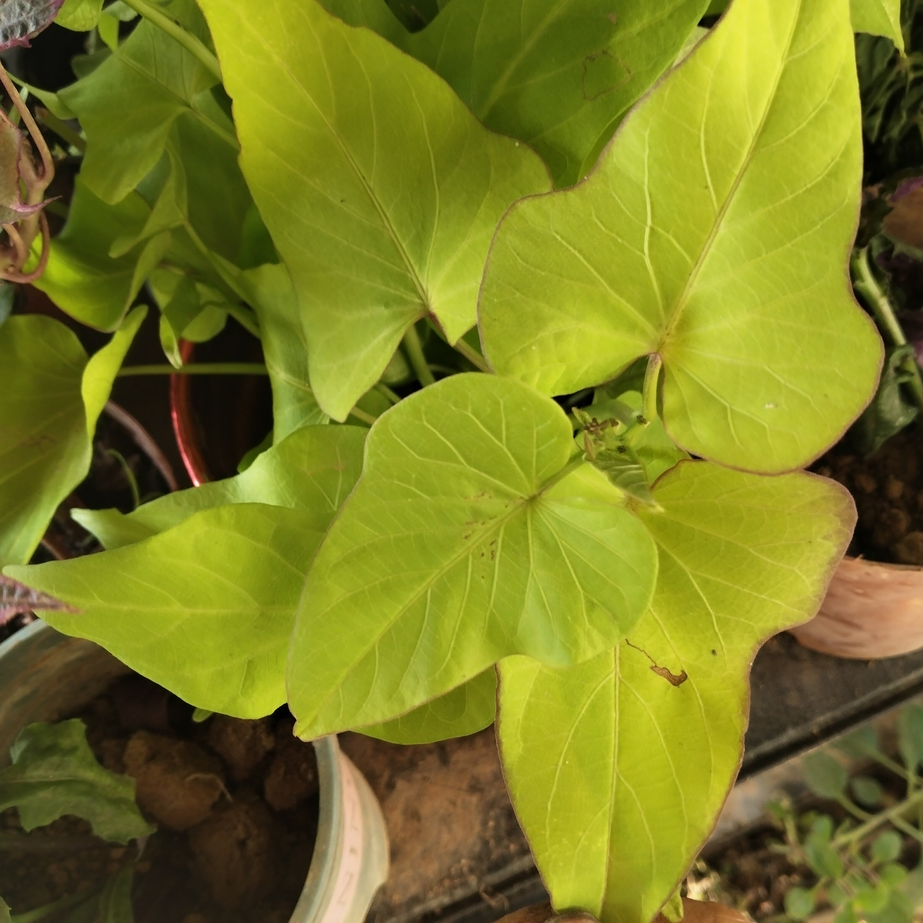 地瓜叶盆栽带根地瓜苗红薯阳台庭院好养活植物花卉盆栽黄色番薯叶