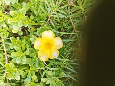 结籽太阳花苗单瓣宽叶马齿苋枝条带花苞趣味植物阳台庭院花卉盆栽