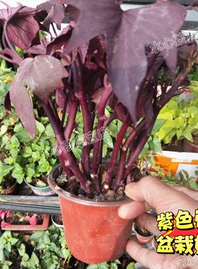 紫色红薯叶紫叶地瓜食叶型黑叶薯农家蔬菜种苗秋海棠可做观赏盆栽