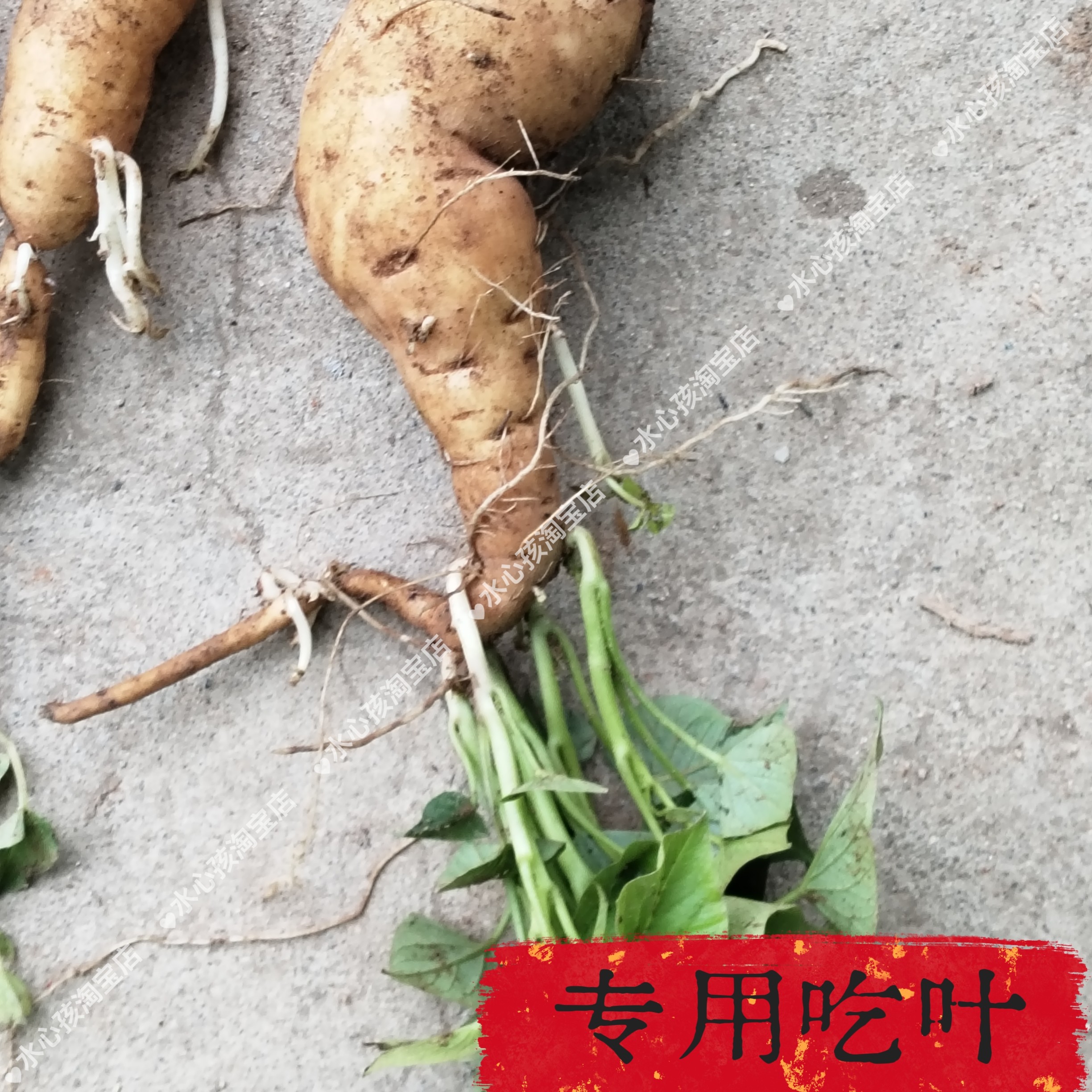 福薯18号菜用型水培红薯苗地瓜叶盆栽阳台庭院绿植客厅专吃叶子