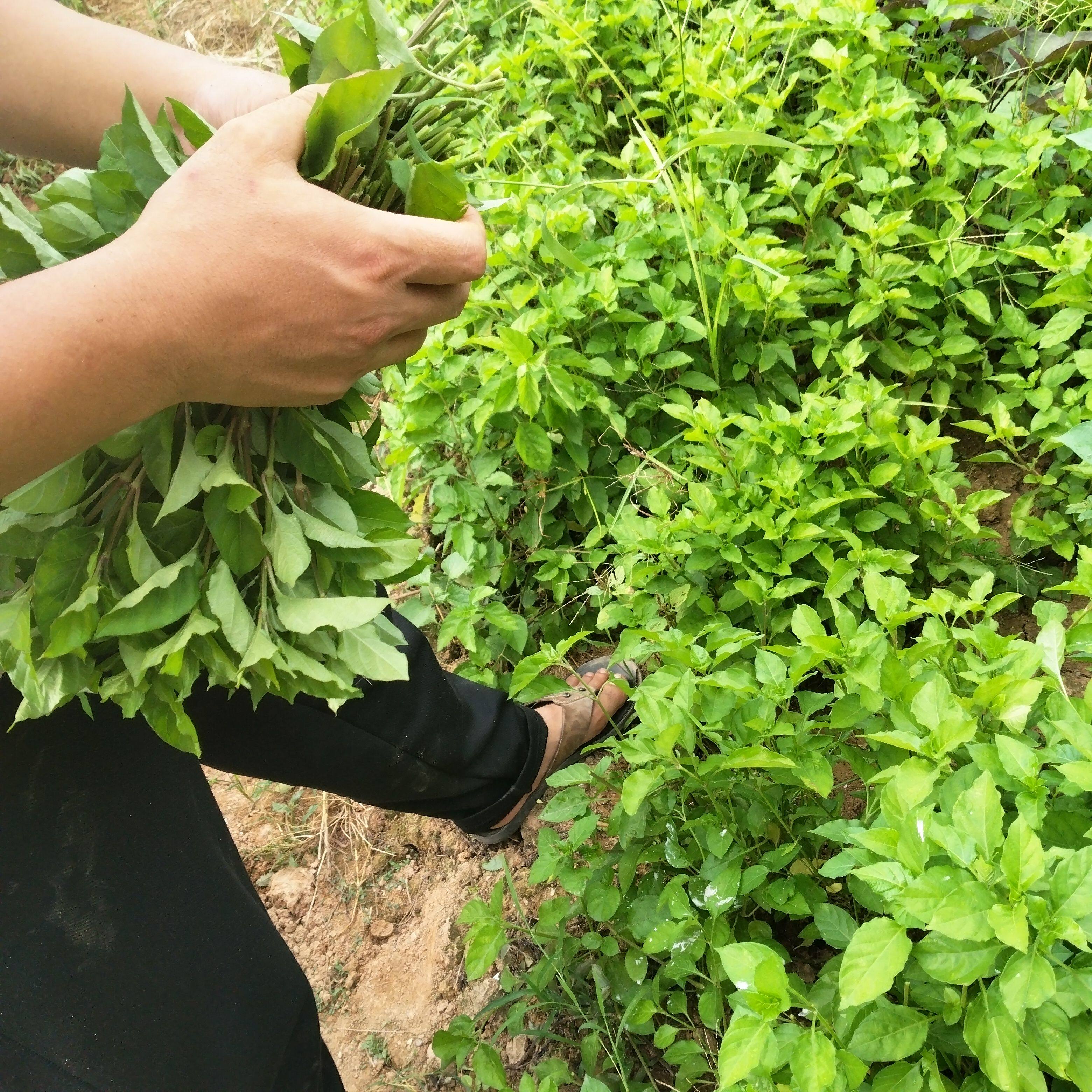 血通菜无根扦插20枝多年生绿线叶十万错酒店特色养野菜贵族贵妃菜