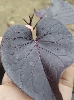 紫叶番薯苗紫色食叶番薯盆栽红薯叶用番薯食叶地瓜高花青素蔬菜