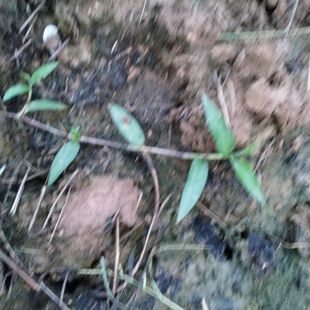 【鸭跖草苗】碧竹子翠蝴蝶淡竹叶苗紫竹梅扦插可活园林盆栽庭院