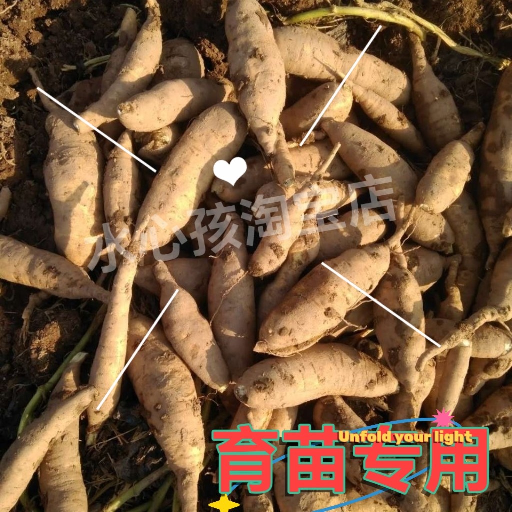 福建食用新鲜红薯叶地瓜叶福薯18号专吃叶子山芋台湾番薯四季蔬菜