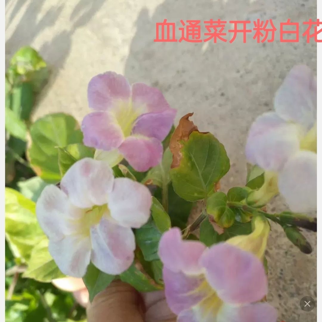 野菜新鲜蔬菜无公害绿色有机蔬菜宽叶十万错血通菜富硒种苗5棵