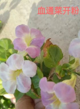 野菜新鲜蔬菜无公害绿色有机蔬菜宽叶十万错血通菜富硒种苗5棵