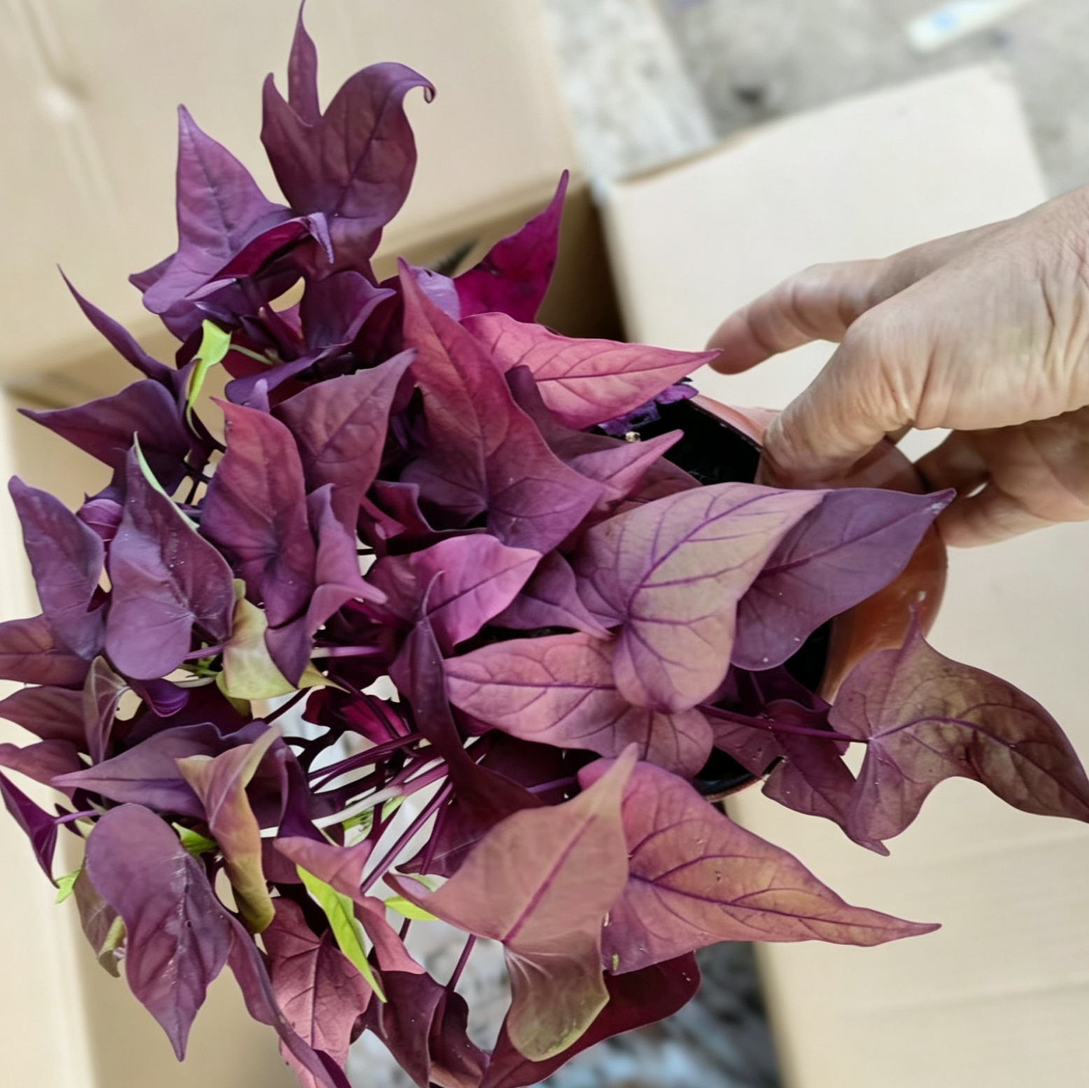 紫叶炸浆草红花幸运草番薯叶盆栽阳台地瓜叶室内庭院花卉红薯苗