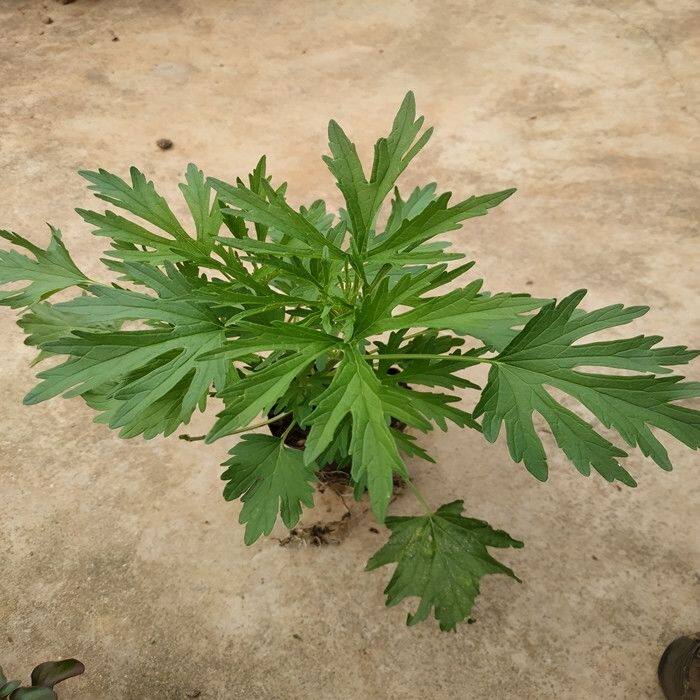 现采新鲜带根益母草益母蒿 益母艾红花艾 带盆栽泥种苗可种活阳台