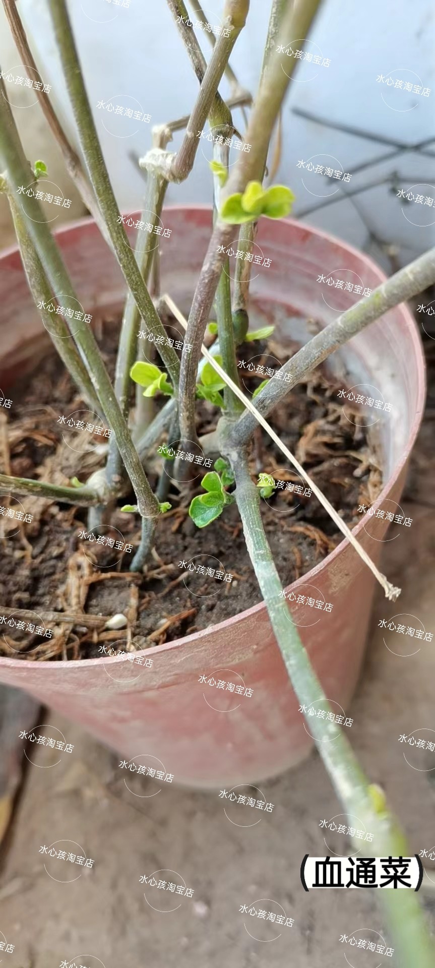 现挖多年生养生血通菜十万错酒店特色养生野菜贵族 庭院阳台盆栽