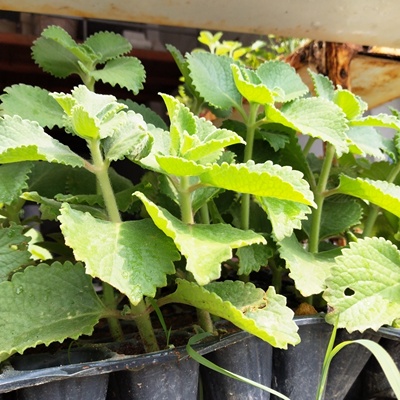 大叶新鲜左手香苗到手香绿植薄荷一抹香草还魂草碰碰绿植盆栽5棵