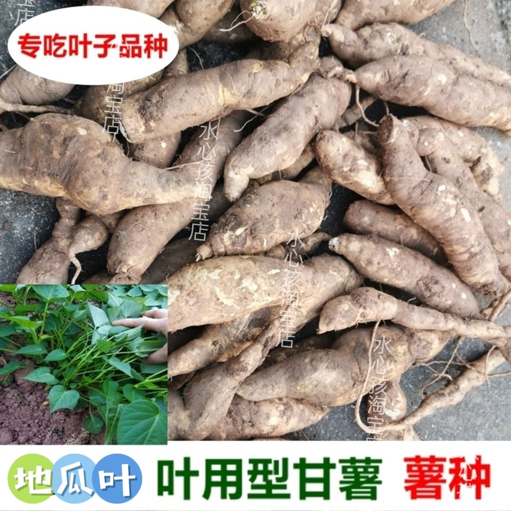 叶菜用甘薯薯种福薯18号专吃叶子红薯种地瓜番薯种苗育苗用种薯