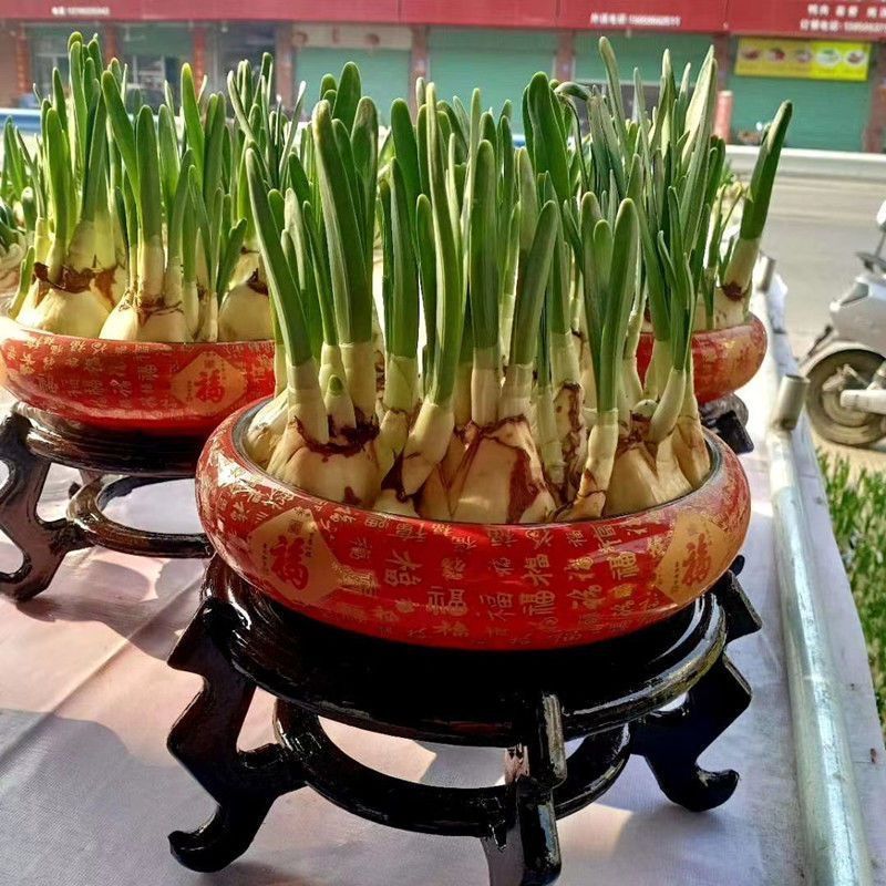 高档含盆水培盆栽水养单瓣重瓣复瓣室内冬季农户陶瓷盆礼盒款送礼