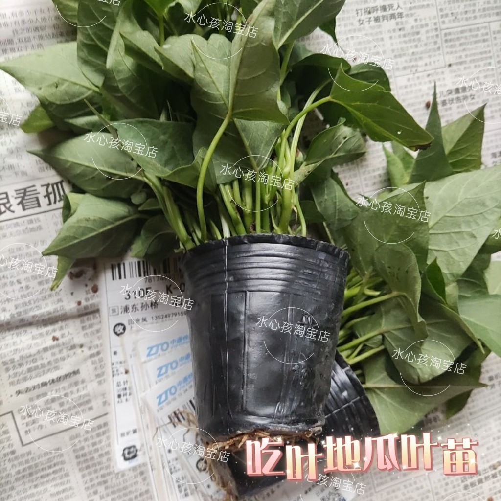 100颗带根发货食叶型红薯苗地瓜叶苗藤福薯18号番薯专吃叶山芋苗