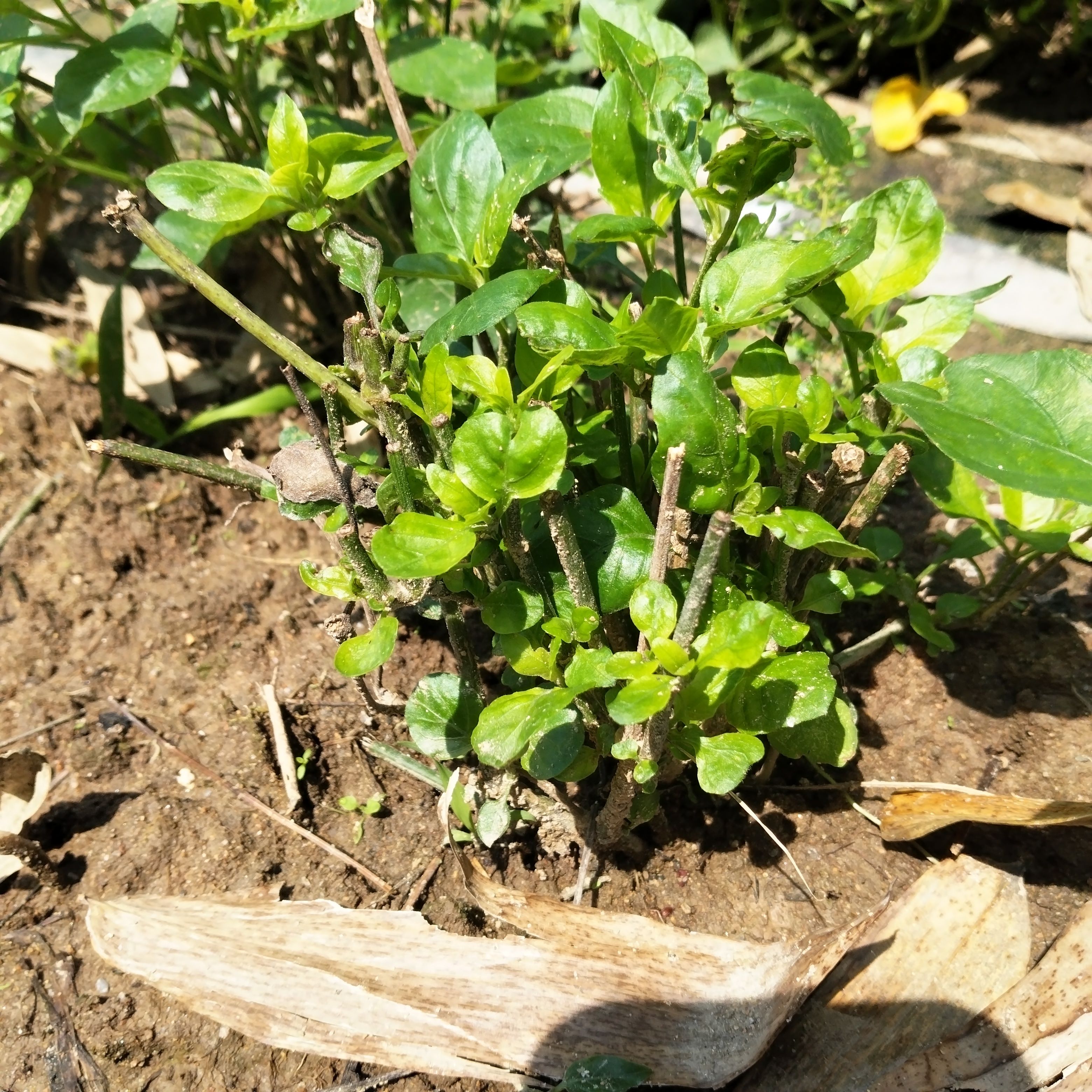 地瓜叶番薯叶盆栽地瓜藤地瓜苗地瓜藤五叉尖叶血通菜庭院十万错