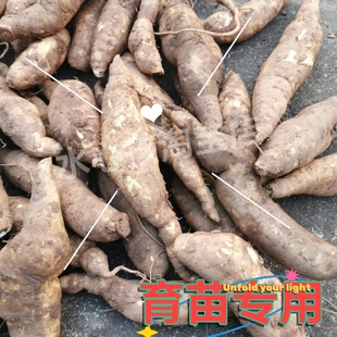 地瓜叶可地栽盆栽育苗专用吃叶子的品种红薯苗种子苕尖番薯叶18号