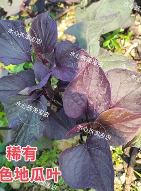 紫色专吃叶地瓜叶苕尖花青素含量高可阳台卧室盆栽绿植蔬菜包邮
