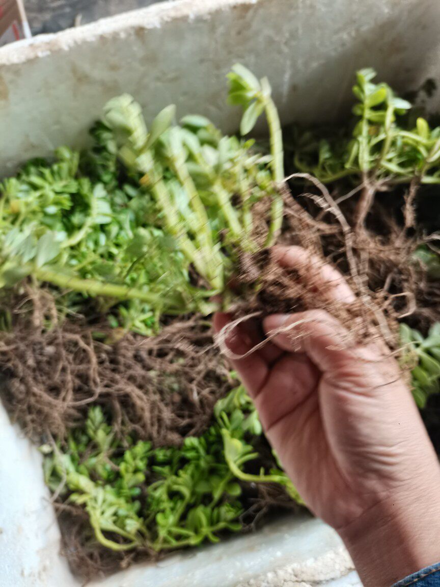 食用猪母菜野生现采新鲜白花马齿苋老鼠耳马齿牡丹阔叶半枝莲盆栽
