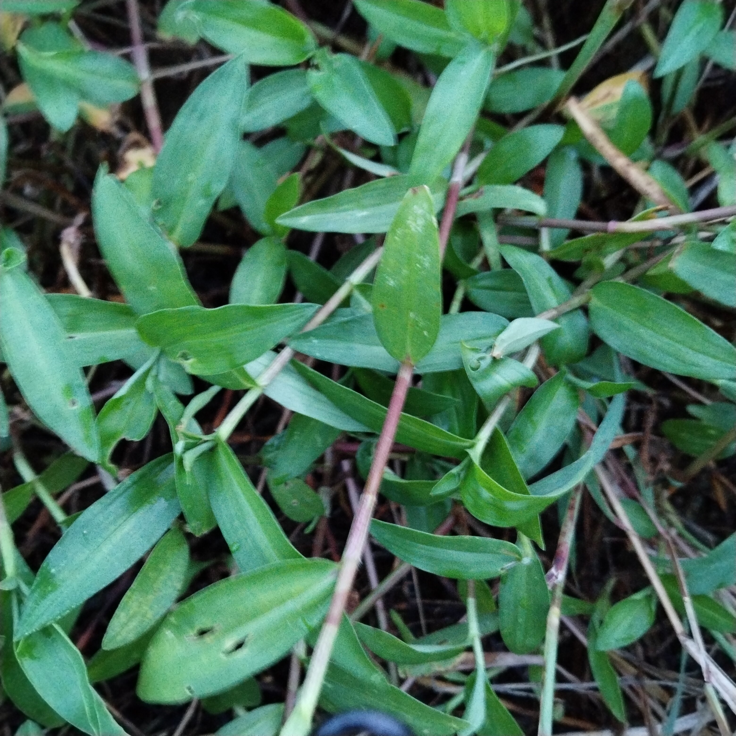 新鲜苗枝叶中草药材可吃清热驱蚊草香草香料苗枝叶鸭跖草带根带土