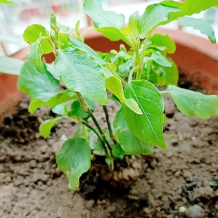 贵妃菜苗阳台绿植番薯叶苗庭院菜地种植血通菜极为稀有珍贵品种