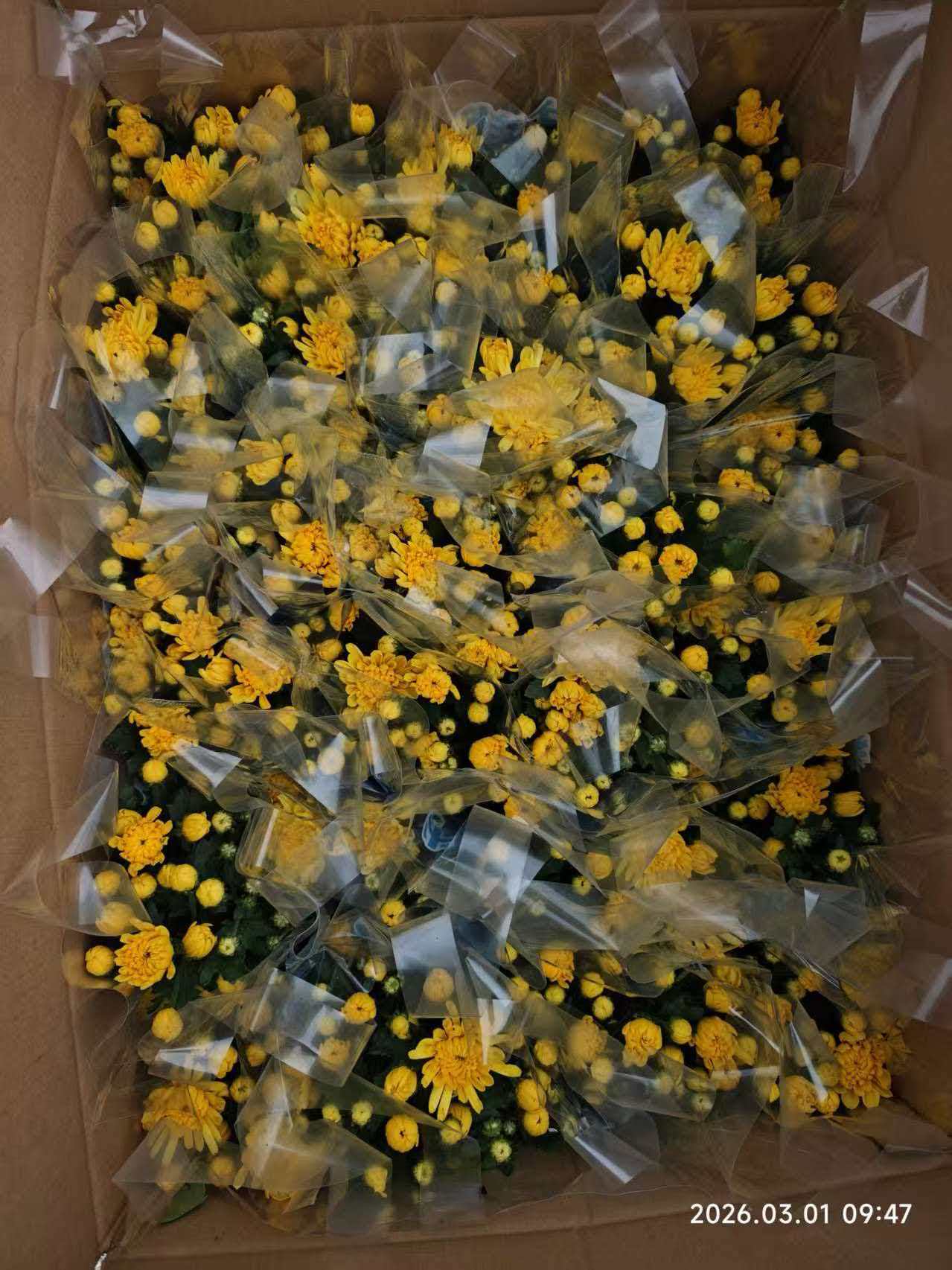 【带花苞】菊花盆栽鲜花四季黄菊花白菊花盆栽耐寒耐热清明节专用