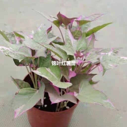 彩叶番薯盆栽裂叶金叶红薯观赏甘薯花镜植物多年生观叶盆栽植物