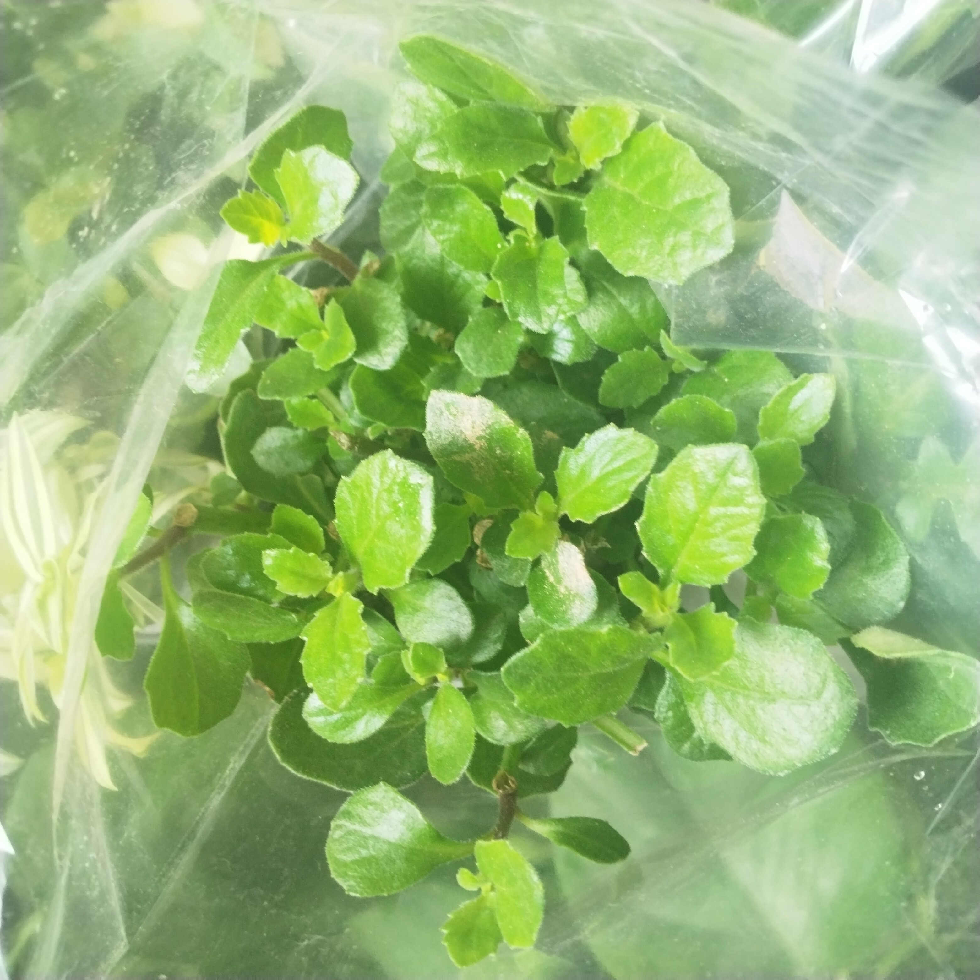食叶型红薯叶苗专吃叶子的地瓜苗秧食用红薯秧苗地瓜尖苗蕃薯苕尖