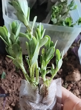 绿色马齿苋带跟带土阳台绿植盆栽庭院凉拌菜饭店蚂蚱菜白花好吃