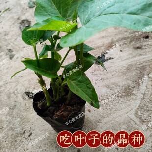 食叶型红薯叶苗 地瓜叶种苗藤 福薯18号番薯吃叶子台农71台湾蔬菜