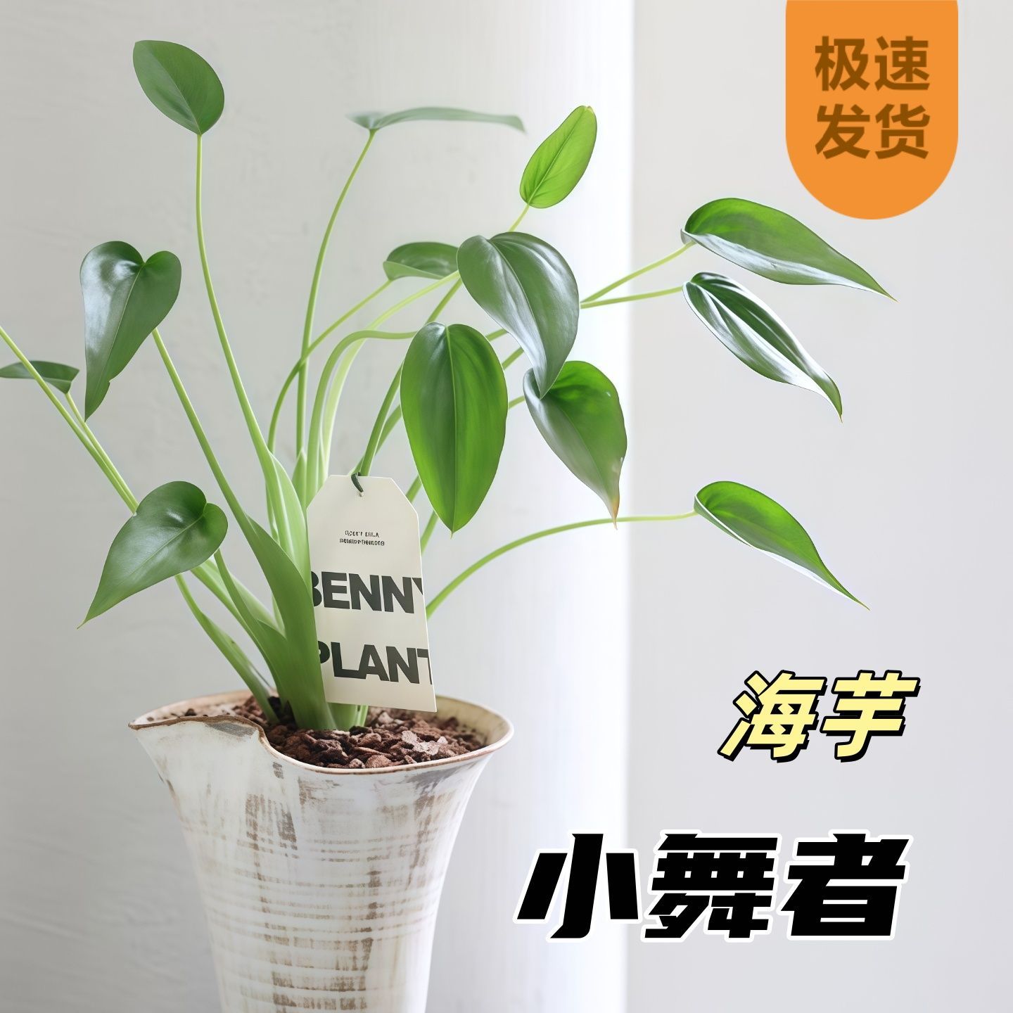 千手观音室内客厅办公室桌面绿植花卉四季好养活净化空气舞者托尼