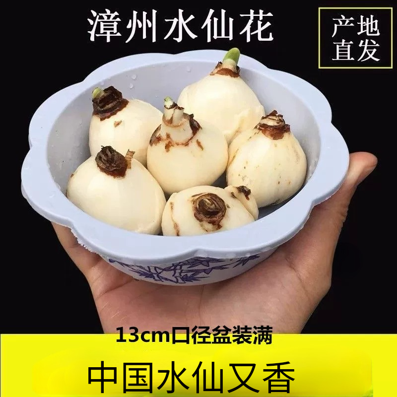 满盆套漳州正宗带盆水养植物室内花盆水培秋冬盆栽种子四季单瓣