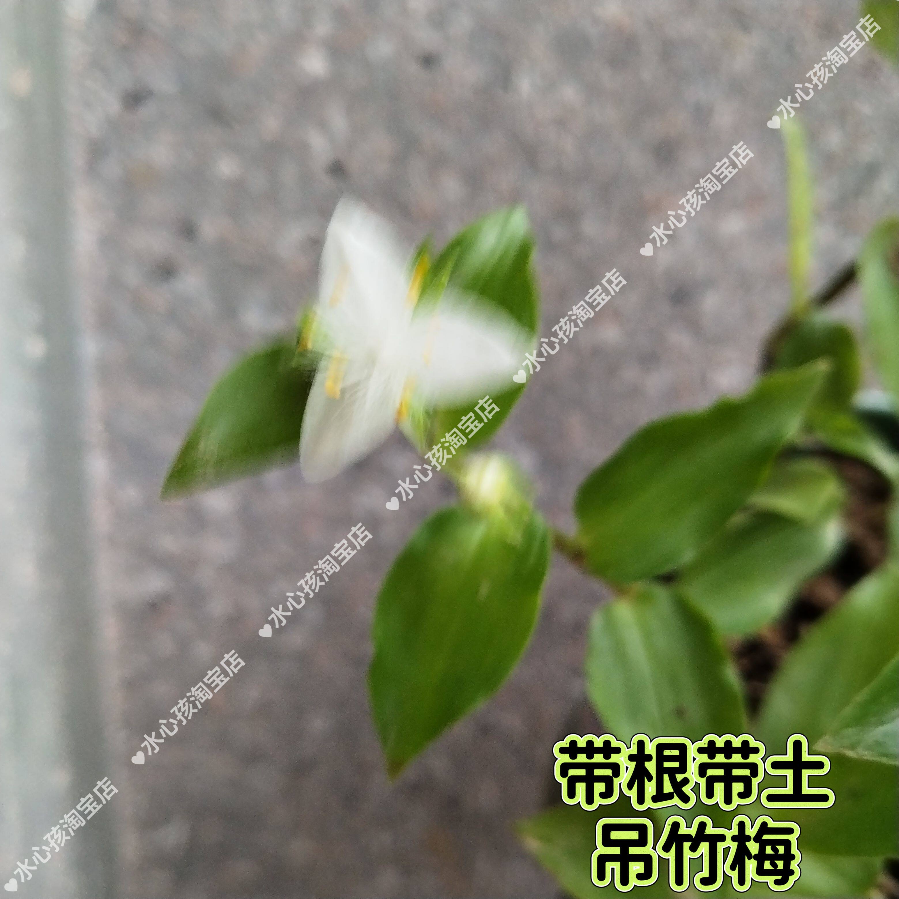 青叶吊竹梅爬藤水培吊兰白花紫露草好养庭院别墅地被植物盆栽带根