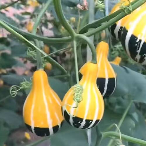 疙瘩七彩墨西哥文玩盆景葫芦籽