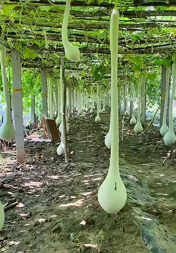 油锤鹤首葫芦种子瓠子