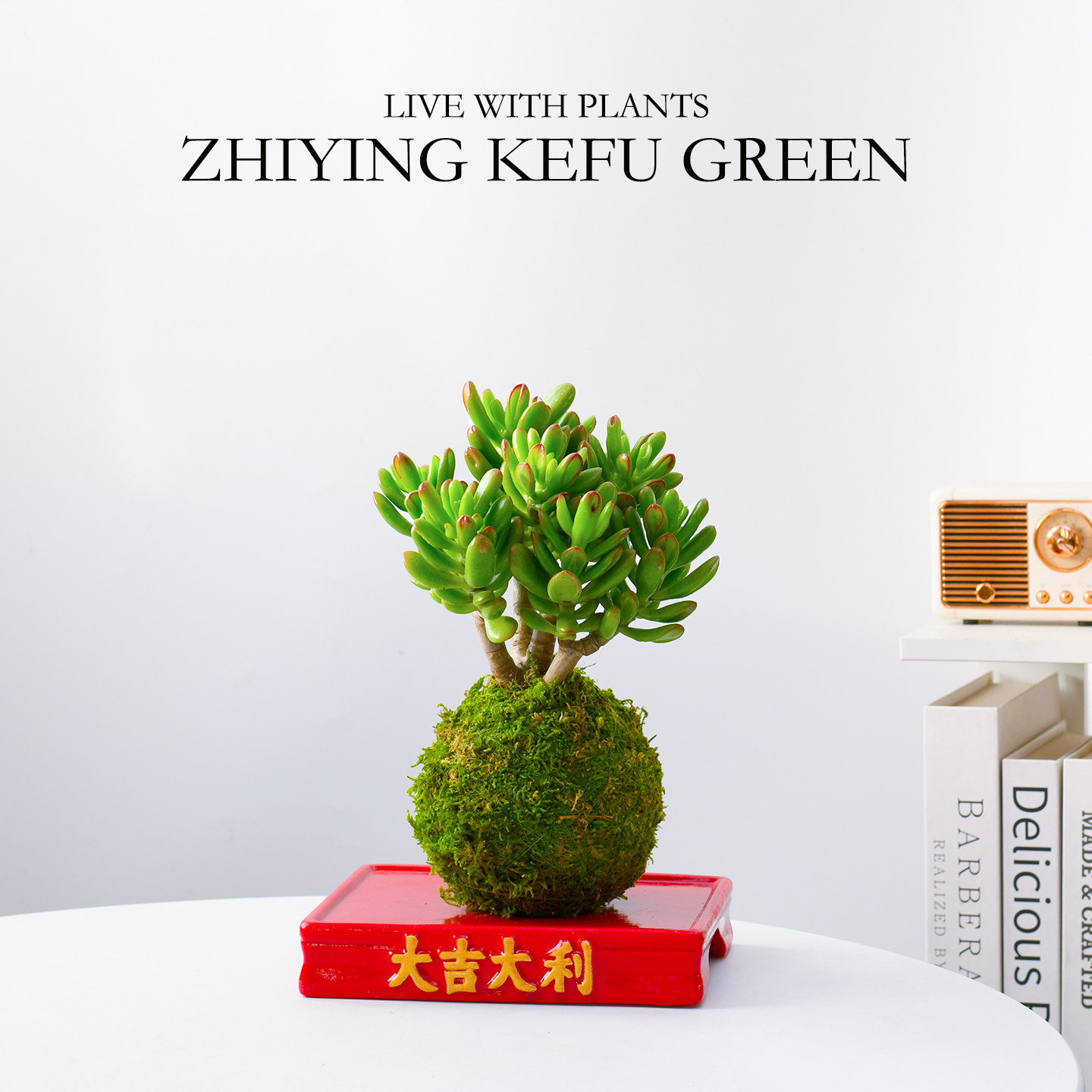 吸财树苔藓球多肉植物金钱树盆栽办公室内客厅绿植年宵花伴手礼物