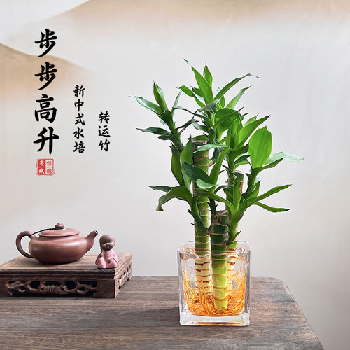水培植物富贵竹盆栽室内桌摆绿植