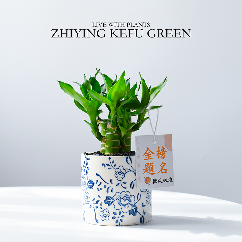 文昌竹金榜题名盆栽富贵竹转运竹