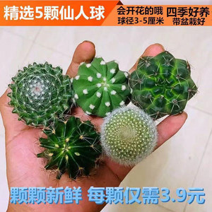 绯花玉开花仙人球带花苞仙人掌类多肉绿植物桌面防辐射花卉小盆栽