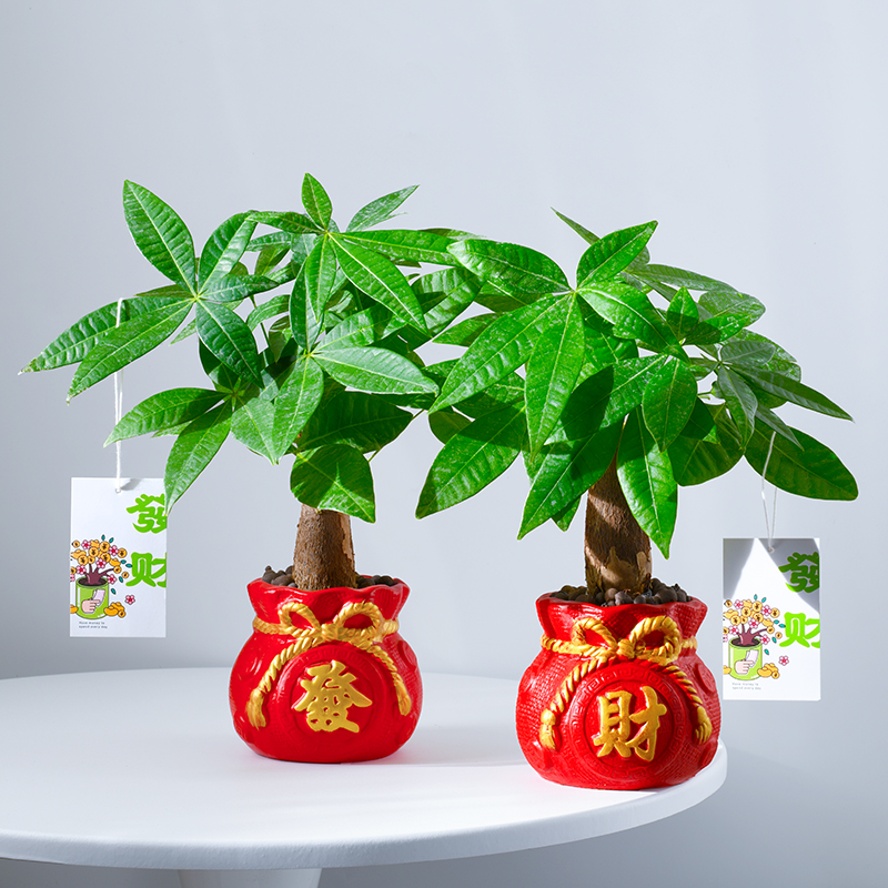 发财树室内盆栽乔迁节日年宵送礼