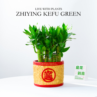 8支富贵竹盆栽办公室内招财客厅绿植年宵花卉乔迁开业新国潮礼物